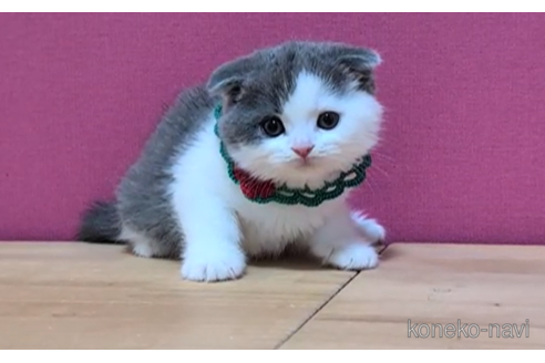 成約済の東京都のスコティッシュフォールド(折れ耳)-100110の6枚目